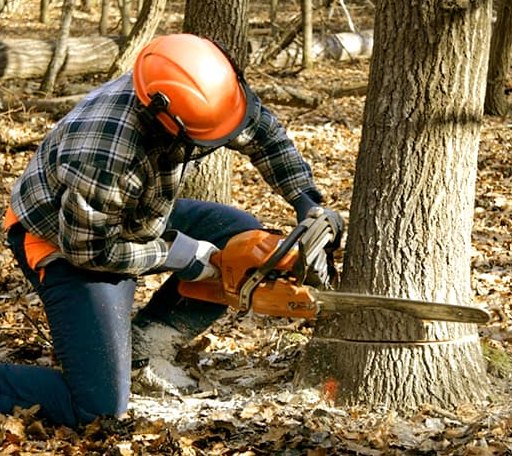Tree Removal in Fletcher, NC